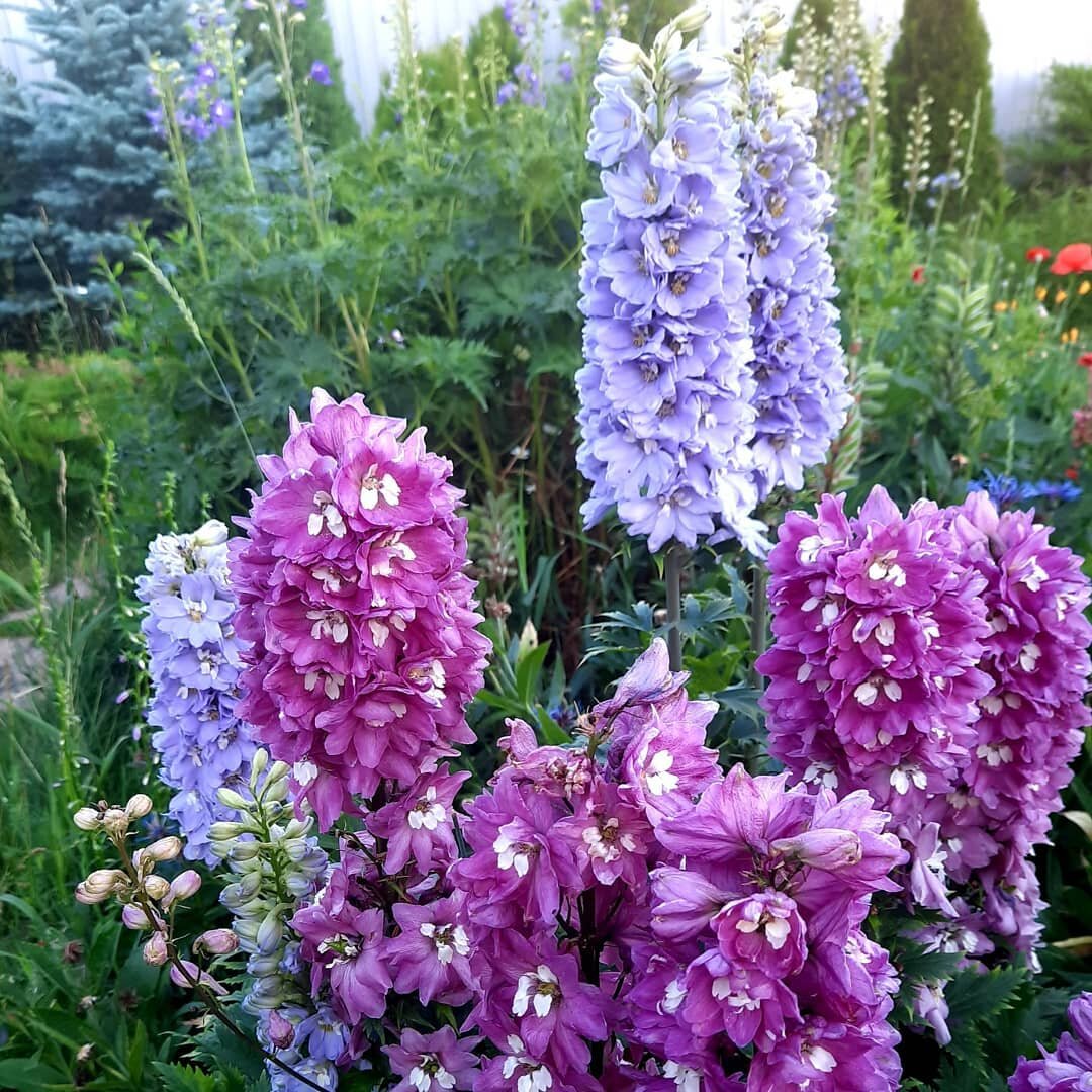 Эти мои самые любимые (фото автора)