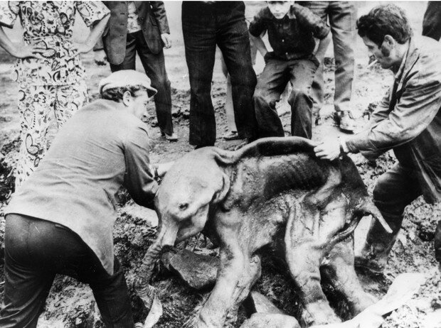 Исследователи вытаскивают из растаявших льдов тело детеныша мамонта, в котором сохранился вирус сибирской язвы, Магадан, 1977 год