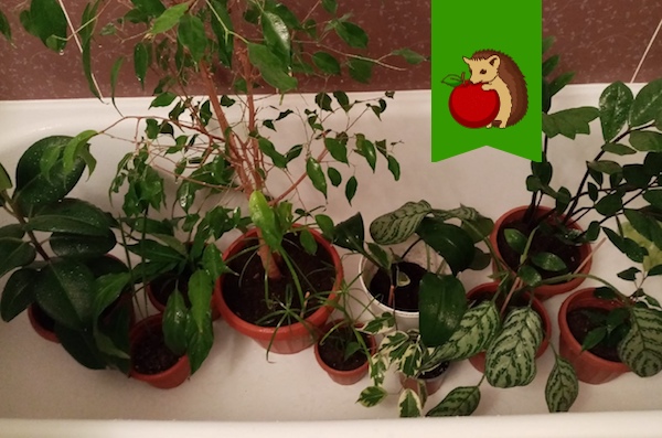 Как нельзя купать комнатные растения: 5 ошибок, которые делают процедуру вредной для цветов0