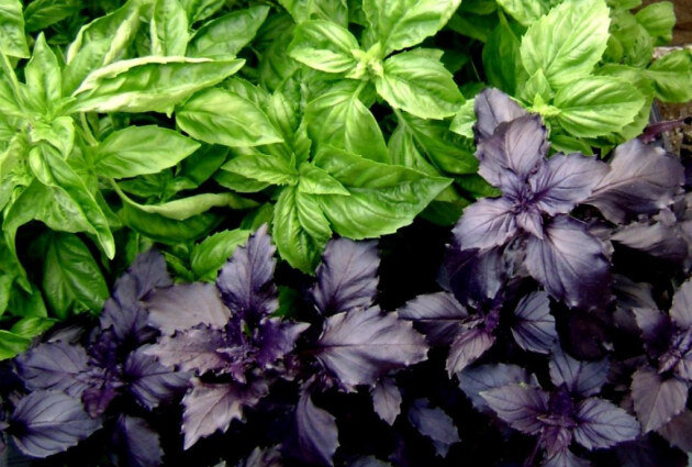 
Выходец из Азии, пряный  базилик (в переводе с греческого означает «королевский, царский») завоевал своим многоликим ароматом и страны Европы. Сегодня это сильно пахнущее растение выращивают многие огородники, а истинные гурманы не представляют себе многих роскошных кулинарных блюд без ароматнейших листочков данной пряности. 1. Поднимает общий тонус, что так важно для нас осенью и зимой, когда мы частенько начинаем впадать в хандру и засыпать на ходу. 
2. Восстанавливает работу желудочно-кишечного тракта. Он стимулирует пищеварение, не позволяя пище застаиваться в желудке.
3. Народная медицина рекомендует использовать базилик как успокаивающее средство в виде ванн.
4. Отвары пьют при кашле (особенно затяжном), головной боли, воспалении мочеполовых органов.
5. Эфирное масло базилика обладает бактерицидным действием.
6. Во время стресса достаточно нескольких капель эфирного масла базилика в аромакурильнице — и общее состояние значительно улучшается.
7. Не менее целительно действует масло при бессоннице, мигрени, потере обоняния.
8. Эфирное масло базилика избавляет от зубной боли, если капнуть 1 каплю масла на 1/2 стакана кипячёной воды и применять такое полоскание 4-6 раз в день.
9. При заболеваниях нервной системы используется чай из базилика. 1 ст. ложка измельчённого растения вместе со стеблями и цветами заливается 1 стаканом кипятка, кипятится 5-10 мин, 30 мин. настаивается. Принимается по 1/4 стакана 4 раза в день до еды.
10. Этот же чай останавливает рвоту и снимает тошноту.
11. Если по утрам пить чай из базилика с мёдом, то днём появится масса новых идей, а работоспособность не иссякнет до самого вечера.
12. Тем, кого укачивает в транспорте, можно разжевать листик базилика и держать его во рту во время путешествия.
13. Индийские фармацевты доказали, что базилик повышает защиту организма против свободных радикалов, которые способны привести к онкологическим заболеваниям.
14. Учёные рекомендуют добавлять в пищу базилик ежедневно или хотя бы при первой возможности.
15. Несколько сухих листиков базилика можно поместить в платяной шкаф. Это не только гарантирует приятный запах, но и убережёт одежду от моли.
Базилик хороший сосед для всех культур, поэтому его можно высаживать на любой грядке. Можно даже сказать, что он своим соседям добавляет энергии. Есть мнение, что эта трава отгоняет муравьев.
Растение базилик очень требовательно к теплу, почве, влаге и свету. Оптимальная температура для его роста и развития колеблется в пределах 20-35 градусов. Именно при этой температуре прорастают его семена. Такая температура устанавливается в июне месяце и держится все лето. Почвы предпочитает легкие: суглинистые или супесчаные.