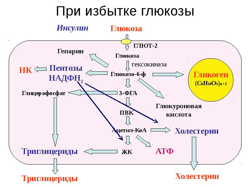 Избыток углеводов превращается