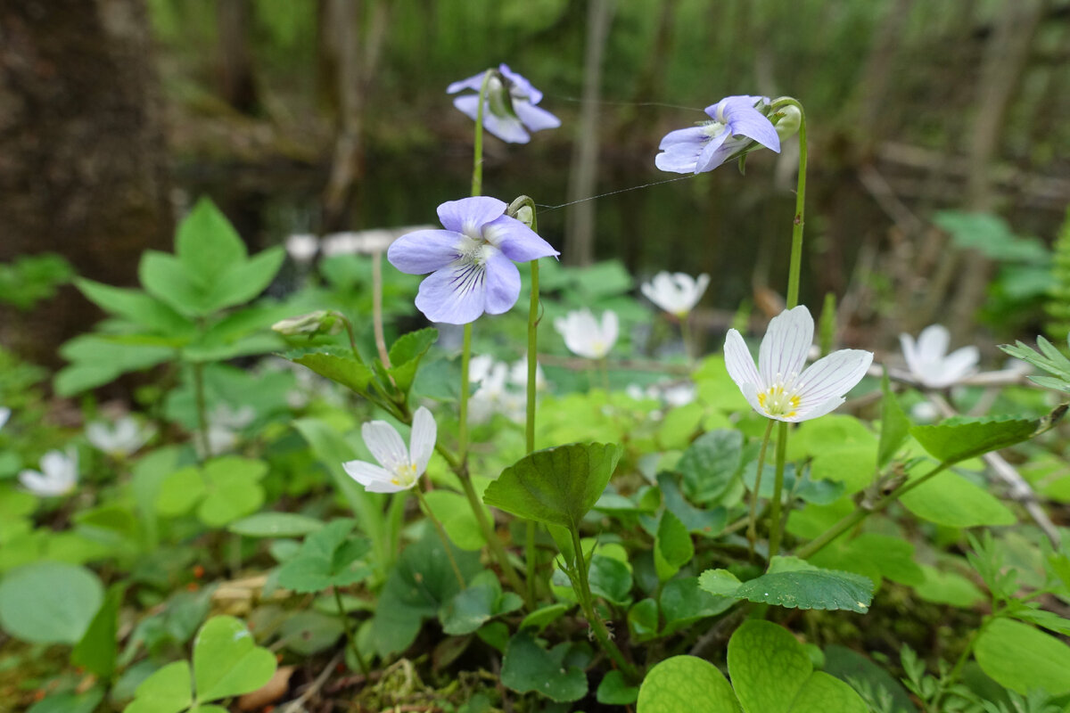 Фиалка лесная. Украшение леса.