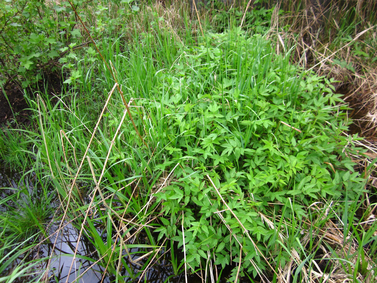  Таволга начала всходить.  Это старый куст, к  концу июня он будет выше соседского забора