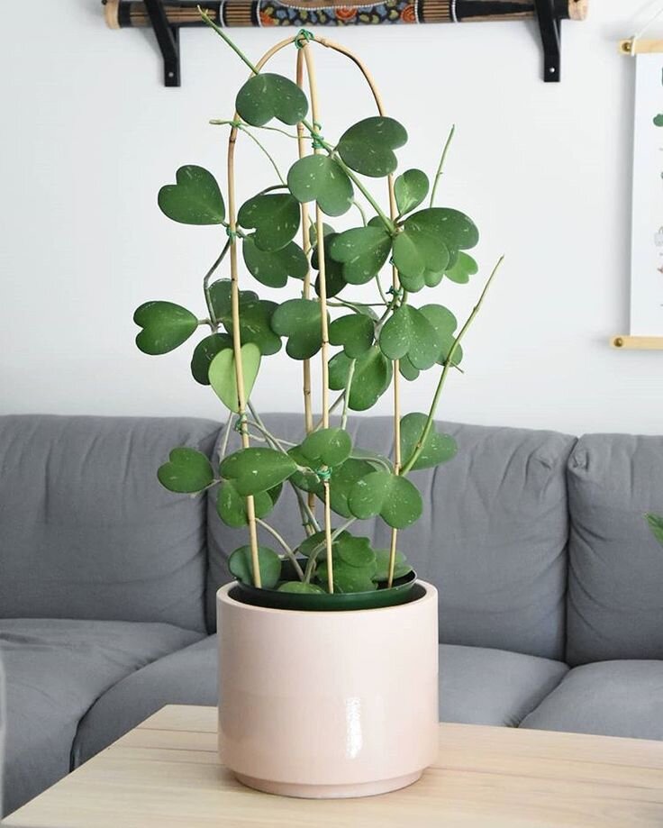 Фото из интернета