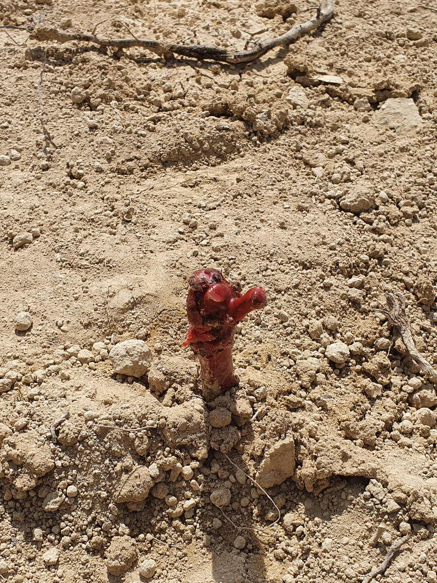 а это начало нового участка - лозы ещё только высаживают