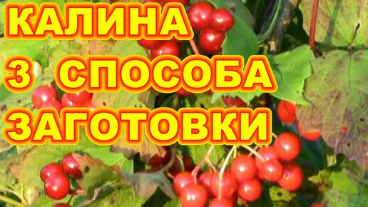 3 ПРОСТЫХ И БЫСТРЫХ СПОСОБА ЗАГОТОВКИ И ХРАНЕНИЯ КАЛИНЫ  !