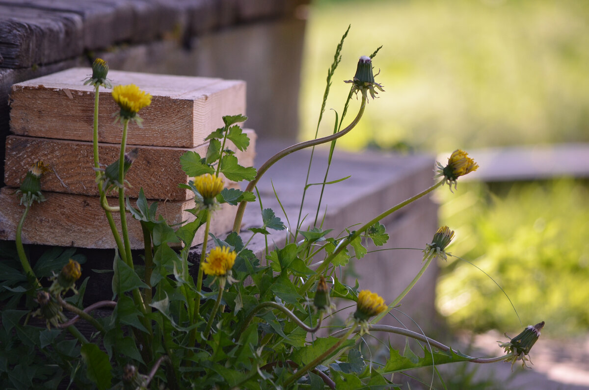Деревенская романтика. Фото автора