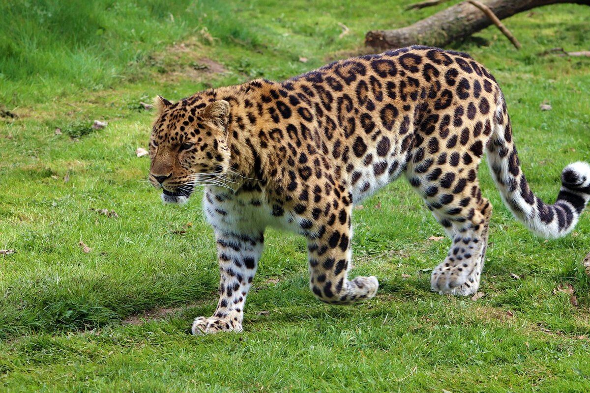 Сколько леопардов в России? — Опубликованы результаты последней переписи  самой редкой крупной кошки планеты | В когтях у хищника | Дзен