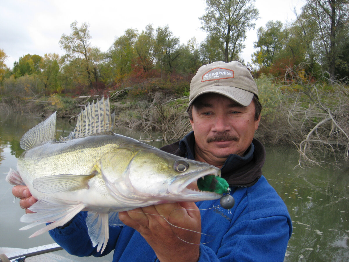 В прибрежном коряжнике держится судак. Фото автора. 