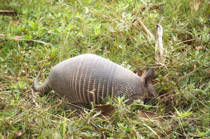 Armadillo
