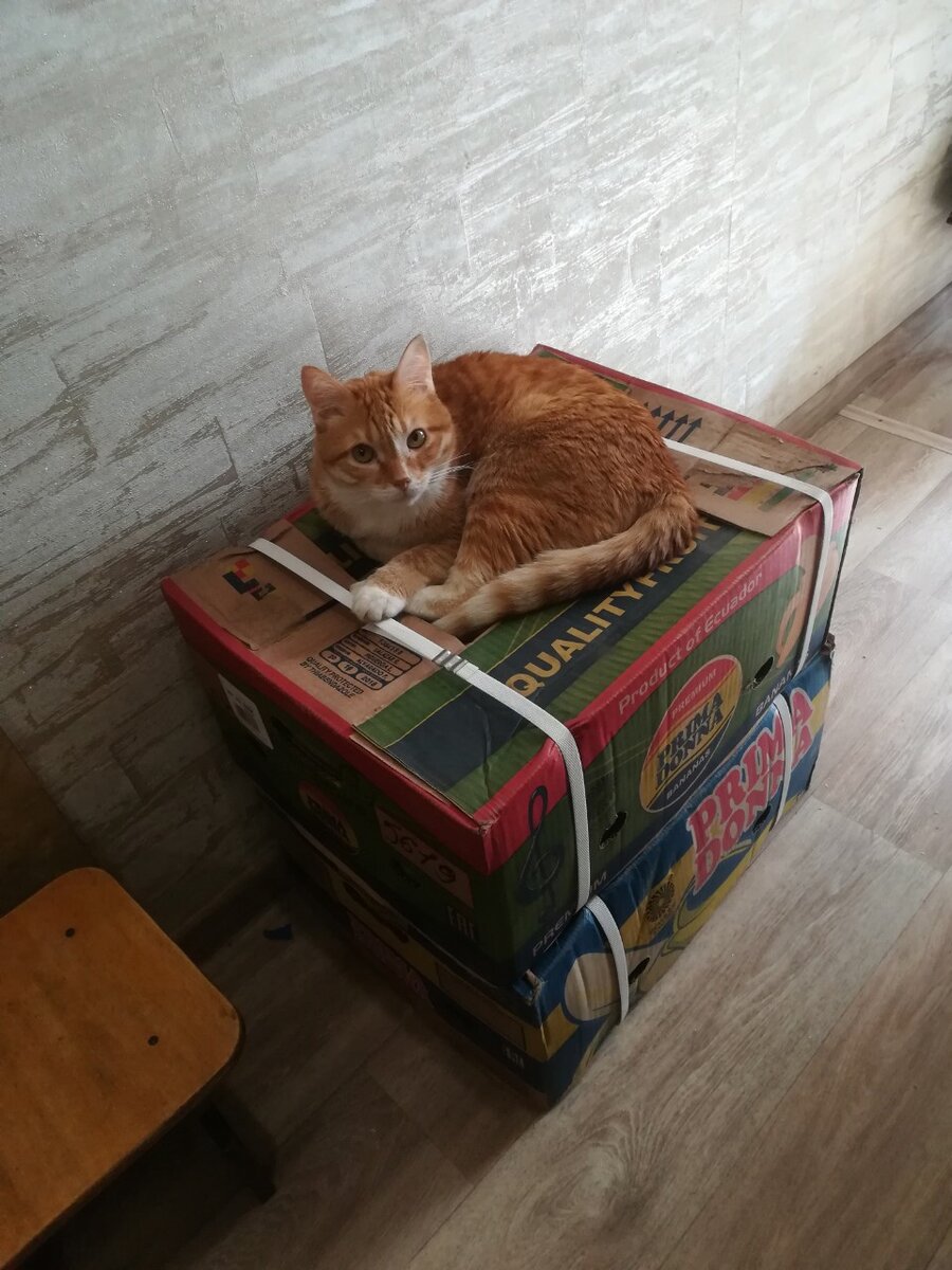 Так выглядят посылки-коробки (кот не прилагается 😎)