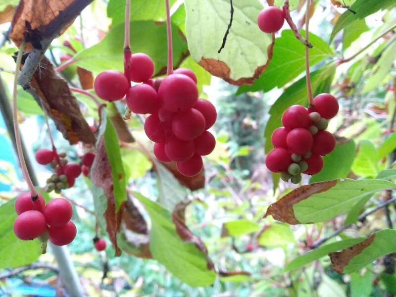 Ягоды китайского лимонника в саду. Авторское фото сентября 2021 г. Подмосковье