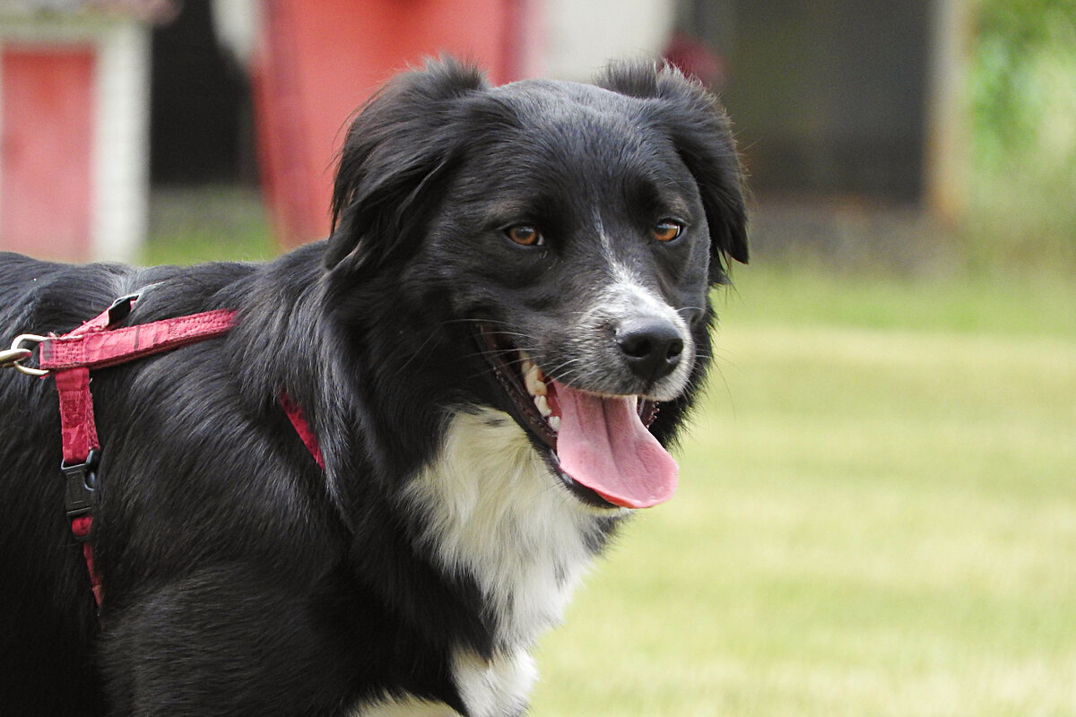 При условии, что взял с собой поводок.