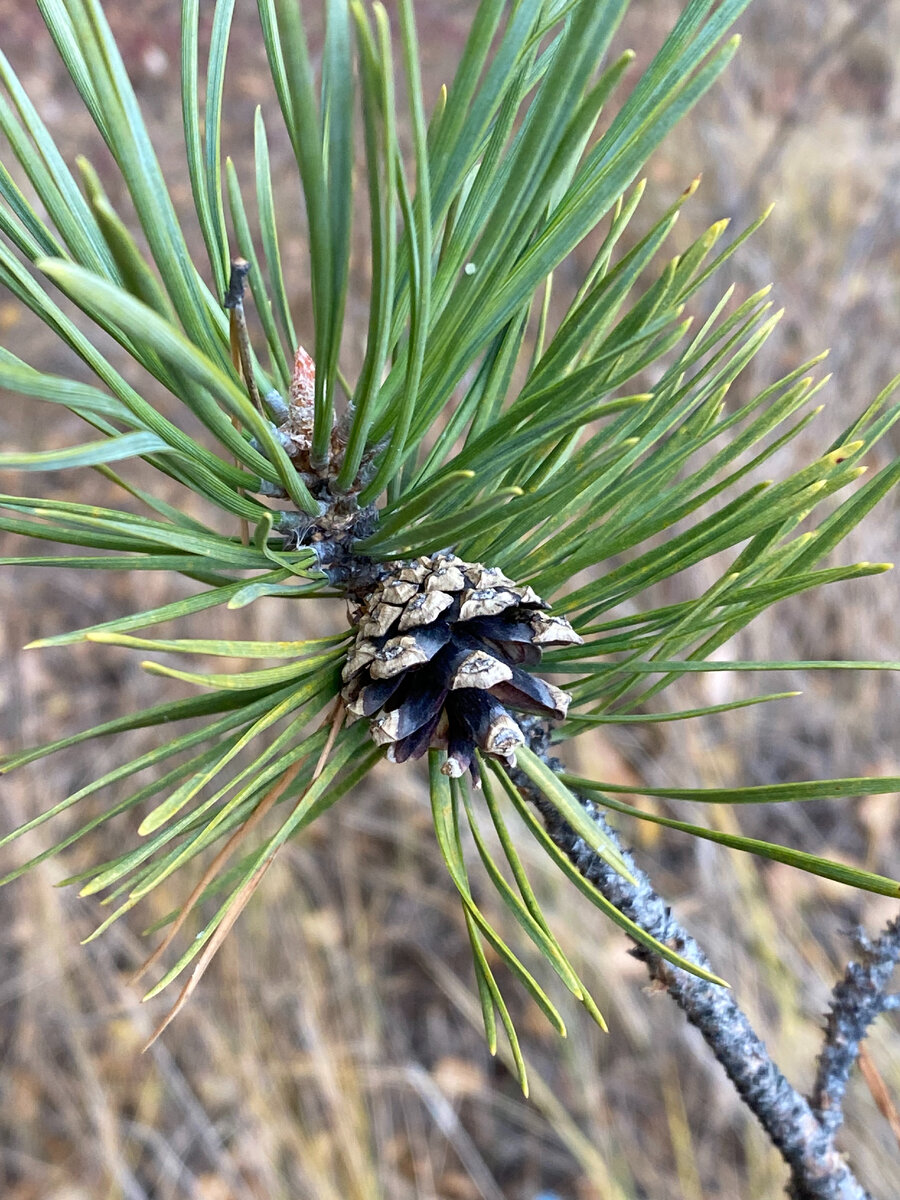 Просто красиво, ну мне так показалось 