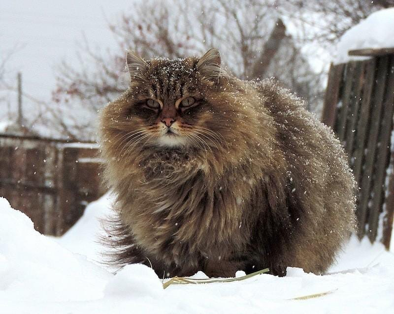 Сибирская кошка котята