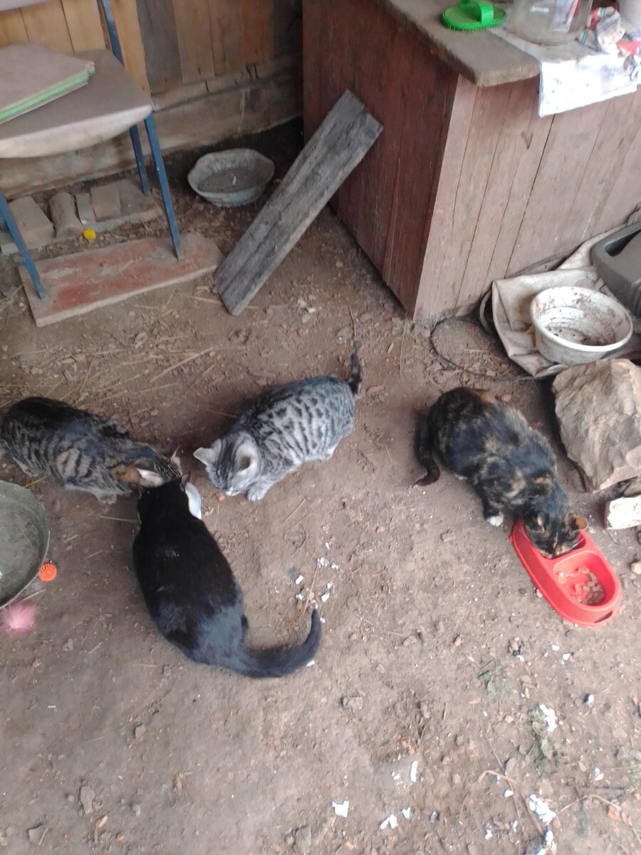 Пэгги ест одна, а трое подросших котят пьют молоко. Кося чёрная, светло-серая - это Мими, тёмно-серый Джоник.