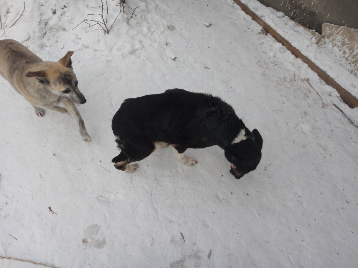 Линда сопровождает Бульку на прогулке. Сочувствует