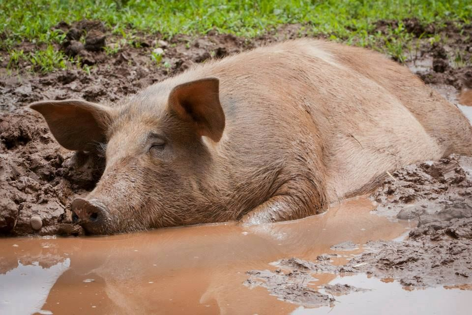 Почему свинья считается грязным животным в исламе: религиозные и гигиенические аспекты