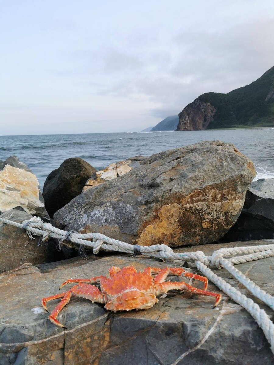 Сахалинский краб 