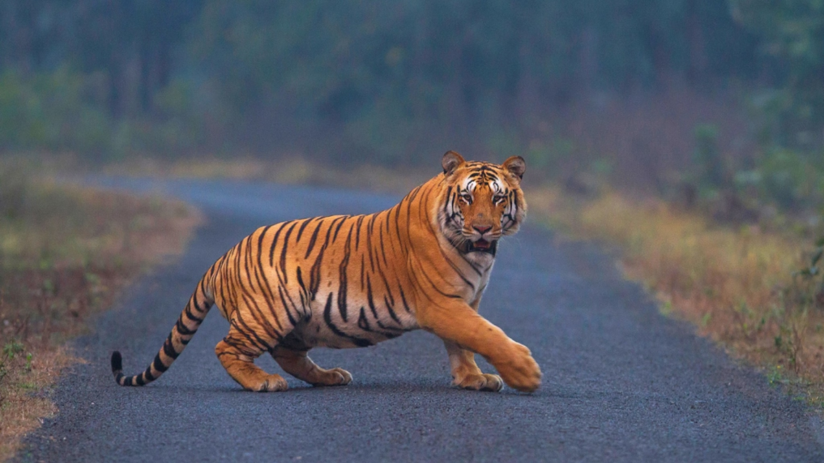 Тигр людоед. Самый большой Амурский тигр в мире. Розовый Сибирский тигр.