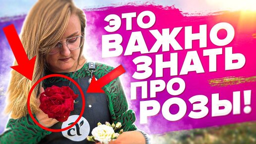 ЧТО ЗА РОЗА? Определяем тип роста