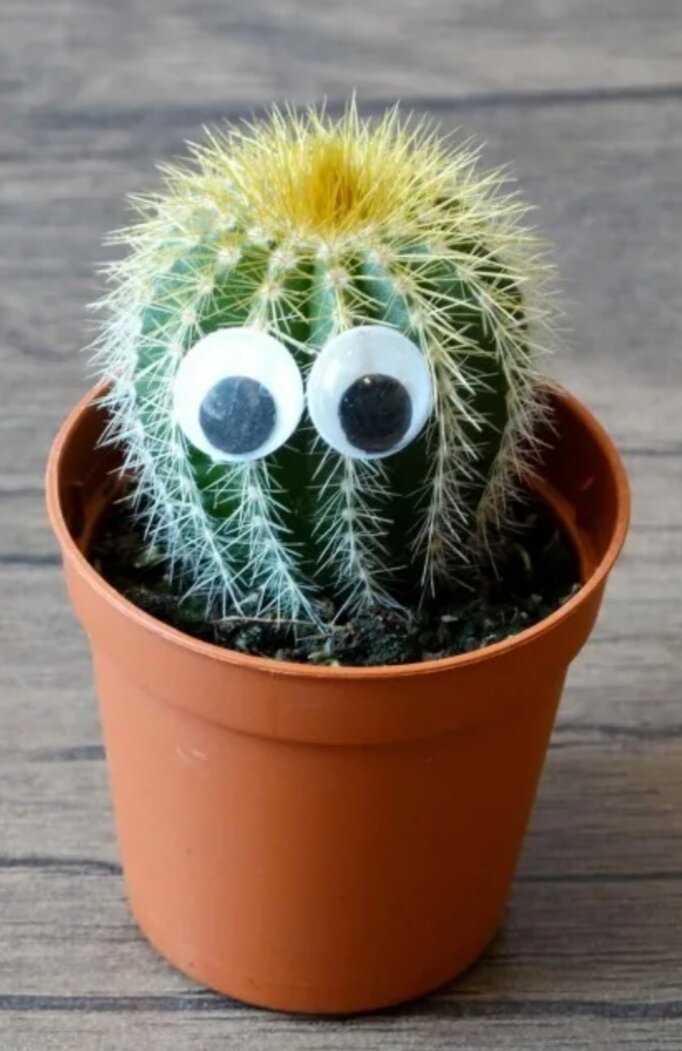 Кактус с глазками (Взято из Яндекс картинки ) 
