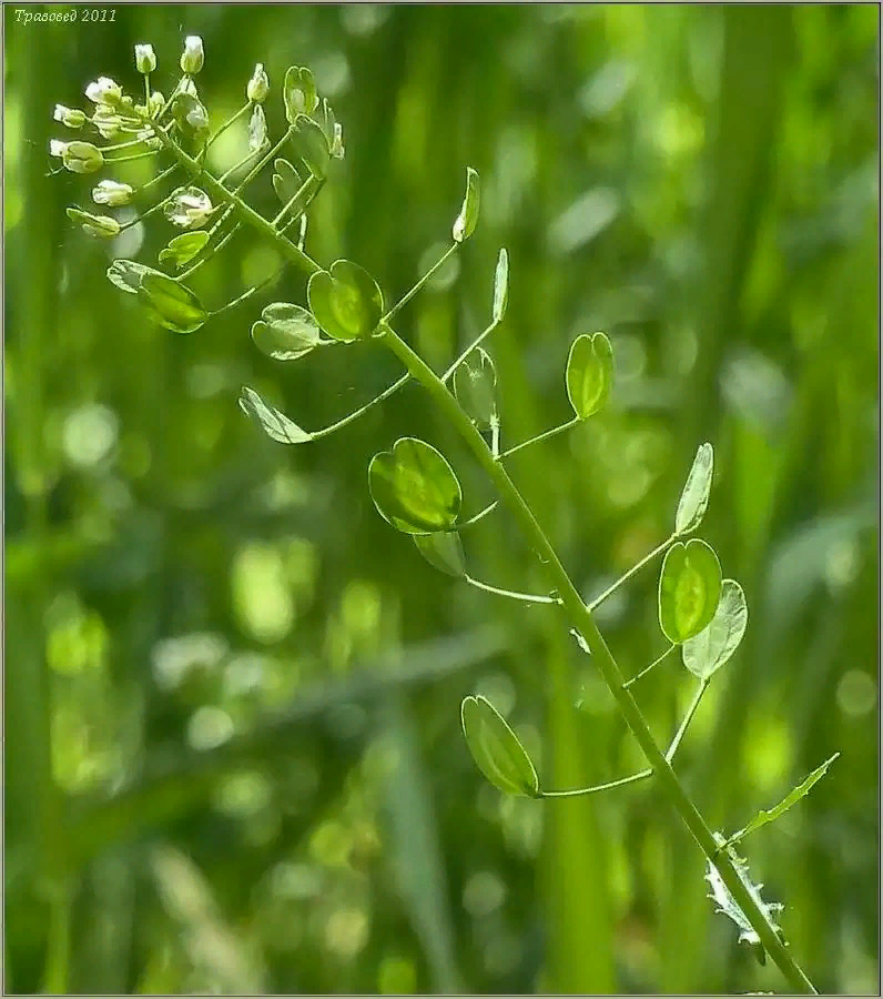 Ярутка полевая фото растения крупным планом - 92 фото