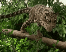 Дымчатый леопард. Источник: https://c.tenor.com/o1BbPOvV1mQAAAAd/clouded-leopard-big-cats.gif