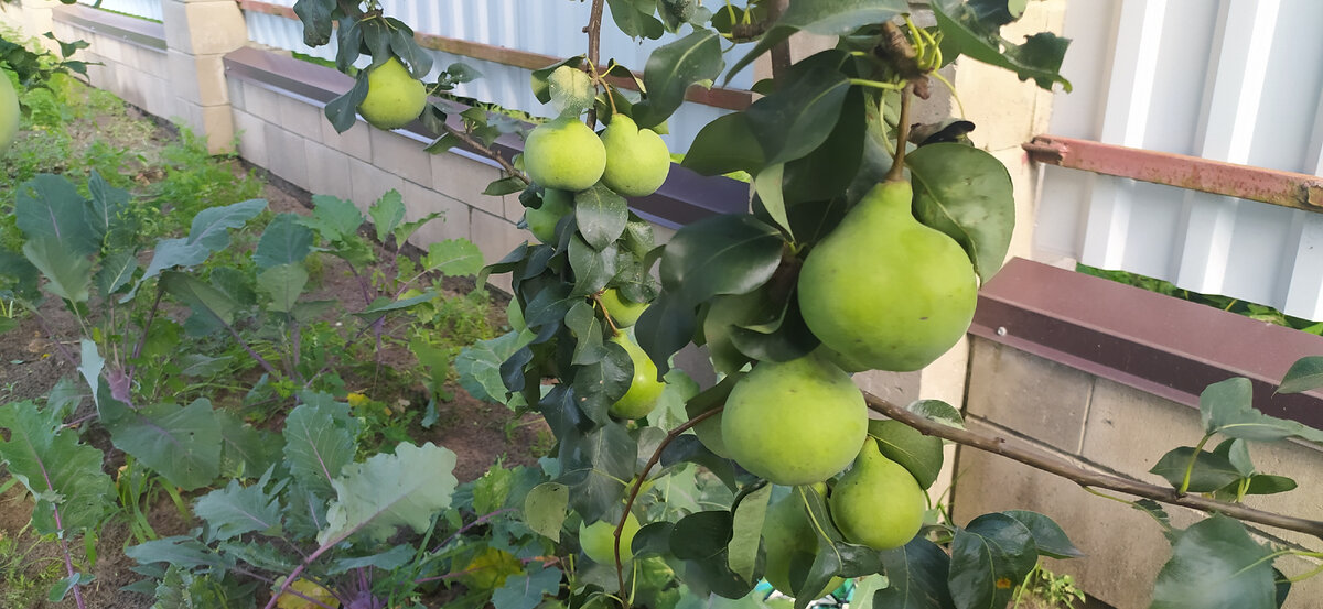 Родной сорт груши. Сорт неизвестен.