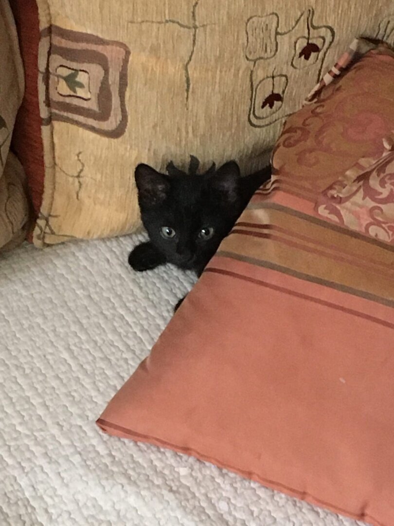 Неужели Кузя был таким малышом? )))