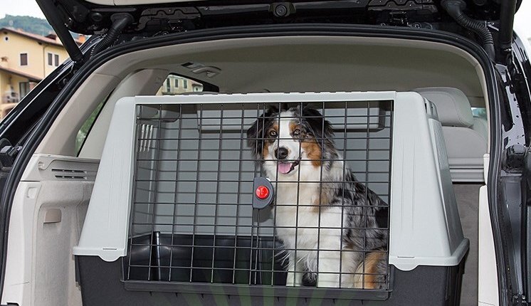 Фото: из открытых источников