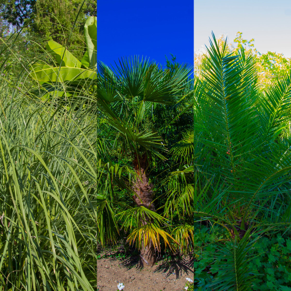 Камыш/Вашингтония/Цикас или сабаль. 