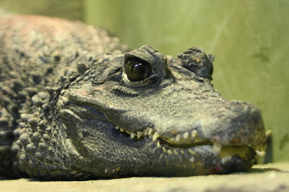 Крокодил, который не плакал