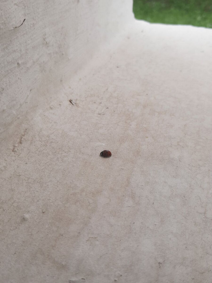 Божья коровка