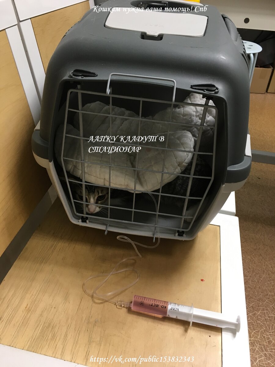 Все неприятности начались с Лапки