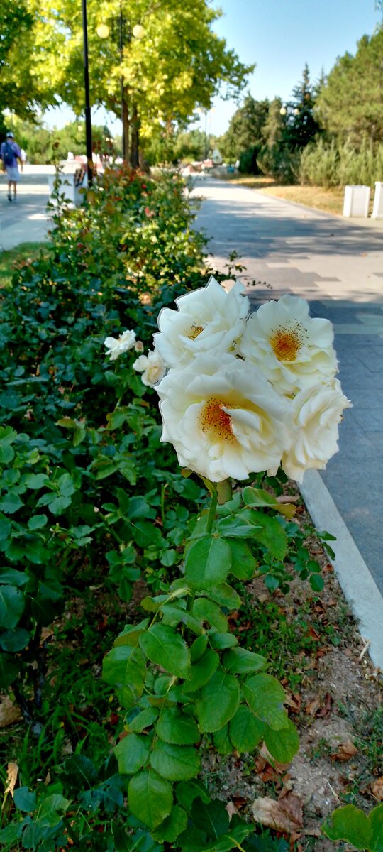 за розами на клумбах ухаживают, еще не встречала ни одного засохшего куста.