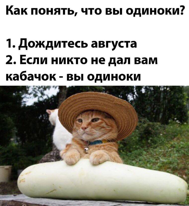 "Кот, который дождался своего кабачка" (найдено на просторах интернета) 