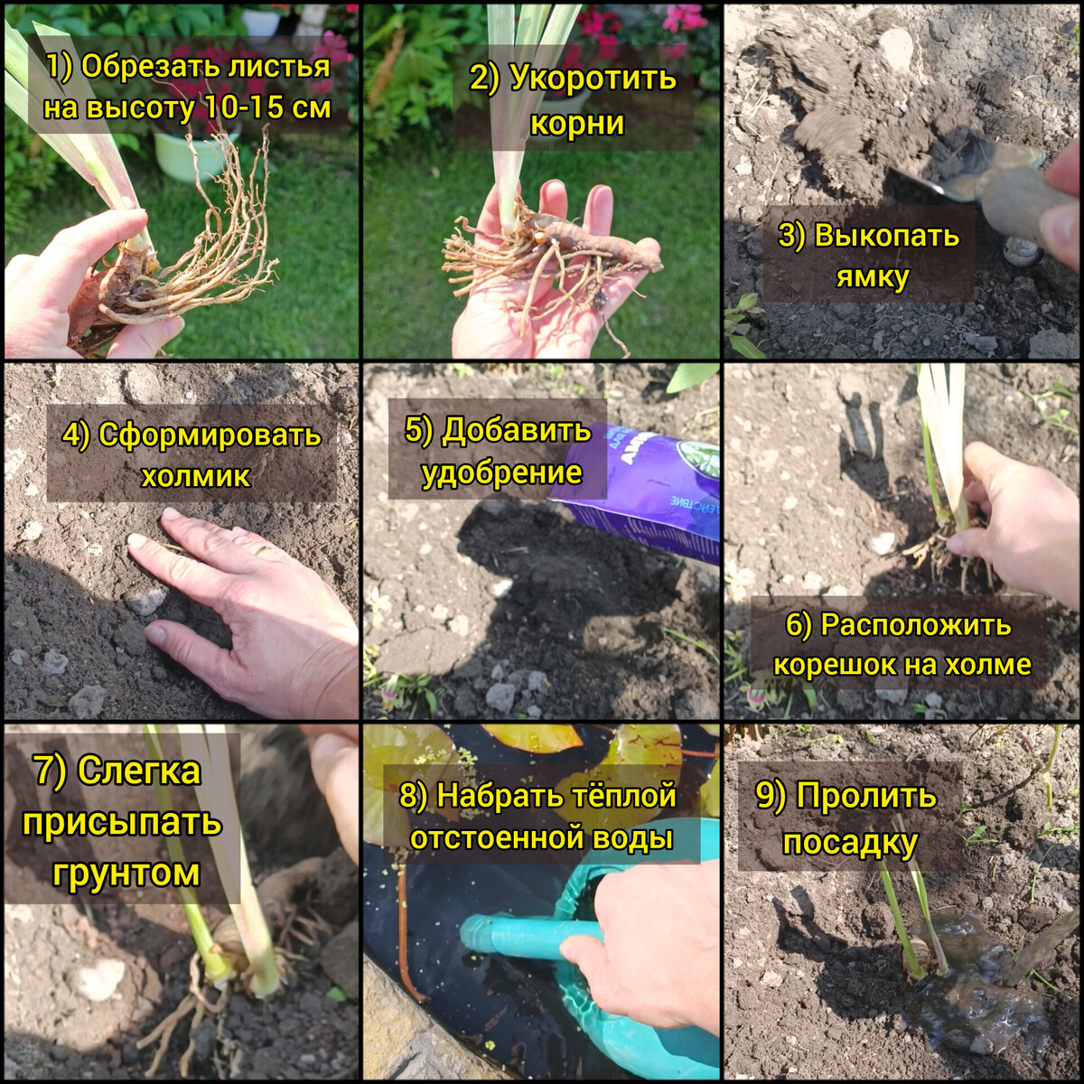 Дренаж в данном случае не требуется, состояние солнечное и сухое, расположено на небольшом склоне. Обработка фунгицидом будет проведена позже, путём обыкновенного пролива посадок биопрепаратом. 