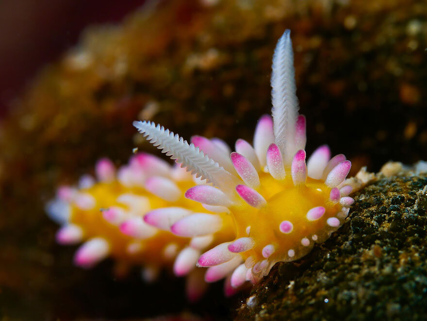 Cadlinella Ornatissima. Фото с сайта https://www.pinterest.com/