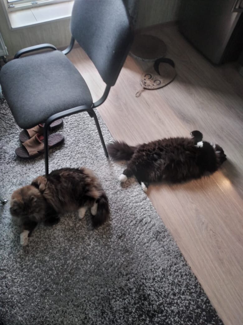 Кто из вас двоих ограбил булошную?