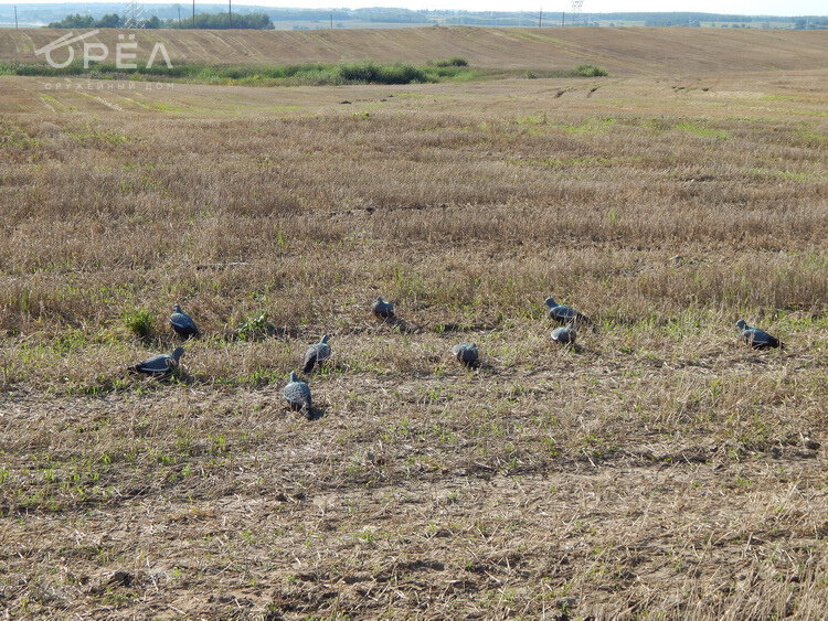 Как правильно расставить чучела вяхиря. Фото www.sledopit.ru