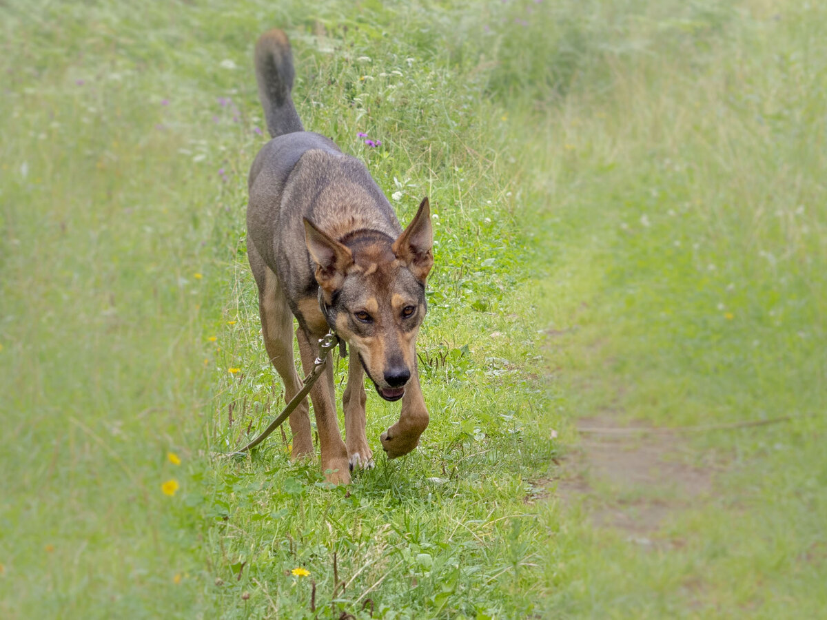 Все таки есть в этот пёсе что-то породное. Стать и верность человеку.