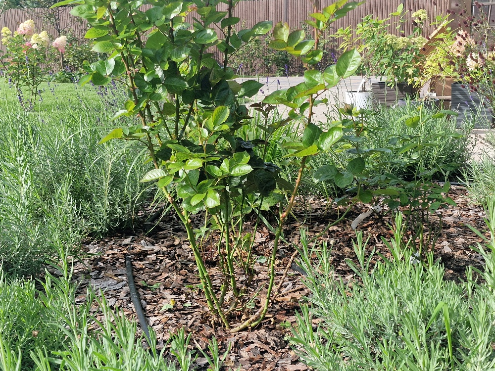 Фото Фиолетового сна