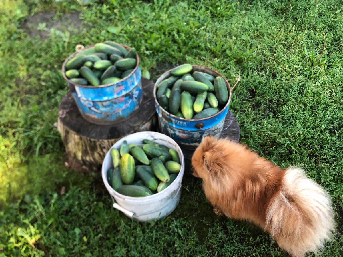 «Огурчик еще никому не помешал…»