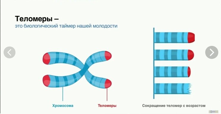 Теломеры Источник: korenovsk-rc.ru