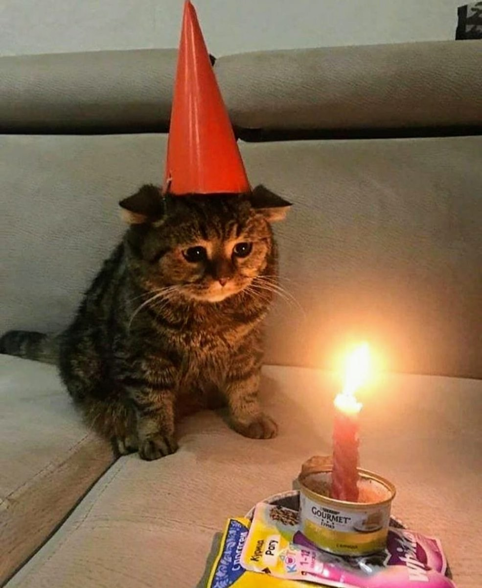 Фото с котейкой с просторов Сети
