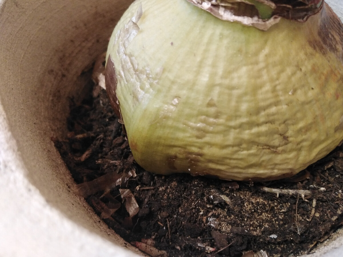 "Две полоски гиппеаструма"