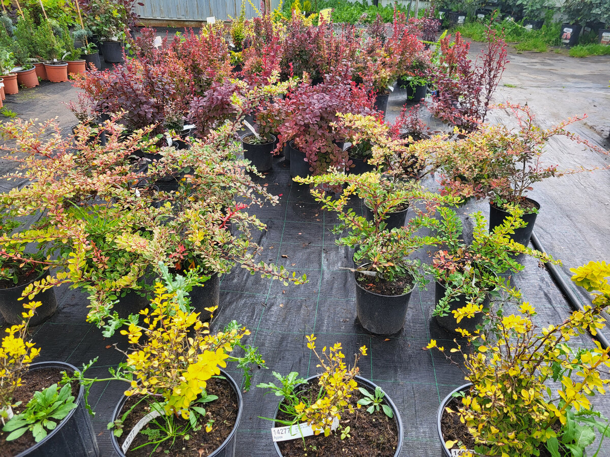 Барбарисы Тунберга 