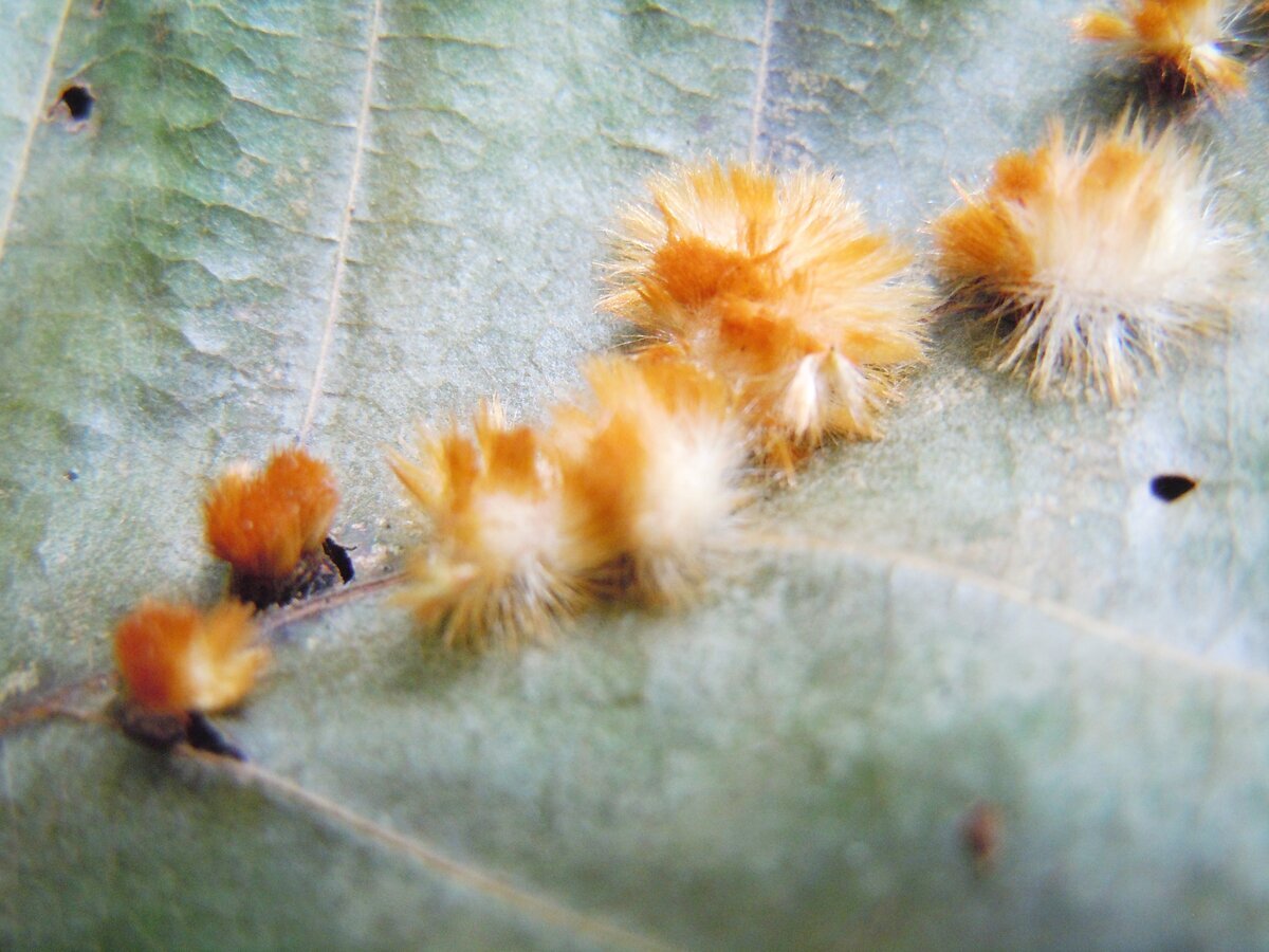 В этом 2023 году на упавшем листе бука заметил вот таких пушистиков. Часть их распушены, а некоторые как бы втянуты и похожи на бритвенные помазки. На обратной стороне листа вид такой.-4
