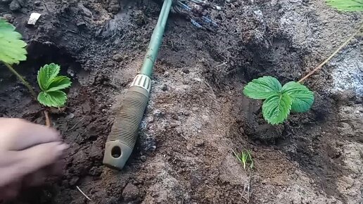 Посадка клубники в сентябре: что внести в лунки, схема